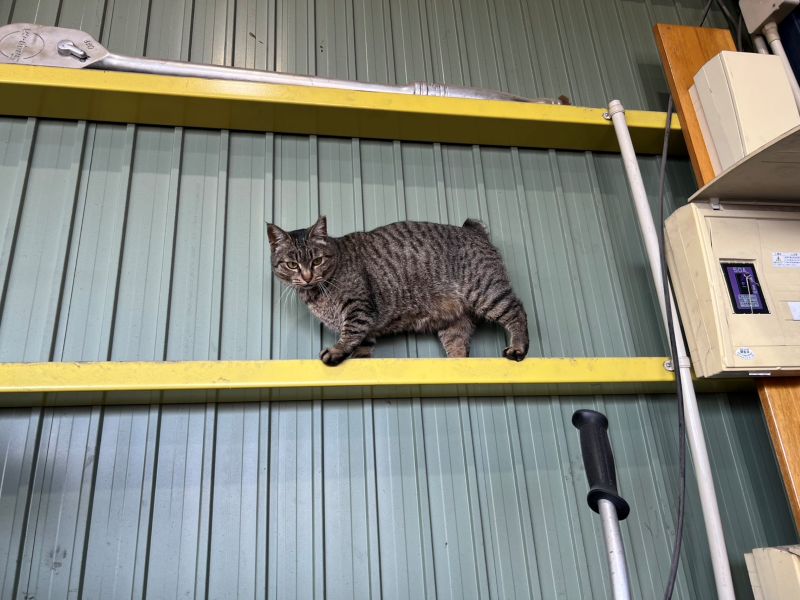 みーちゃん挑戦